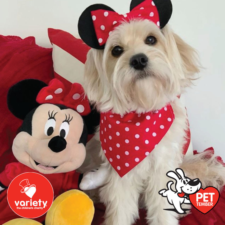 The Cutest Pics Ever From Petember -
australia’s Charity Dog Fashion Competition The Cutest Pics Ever From Petember -
australia’s Charity Dog Fashion Competition