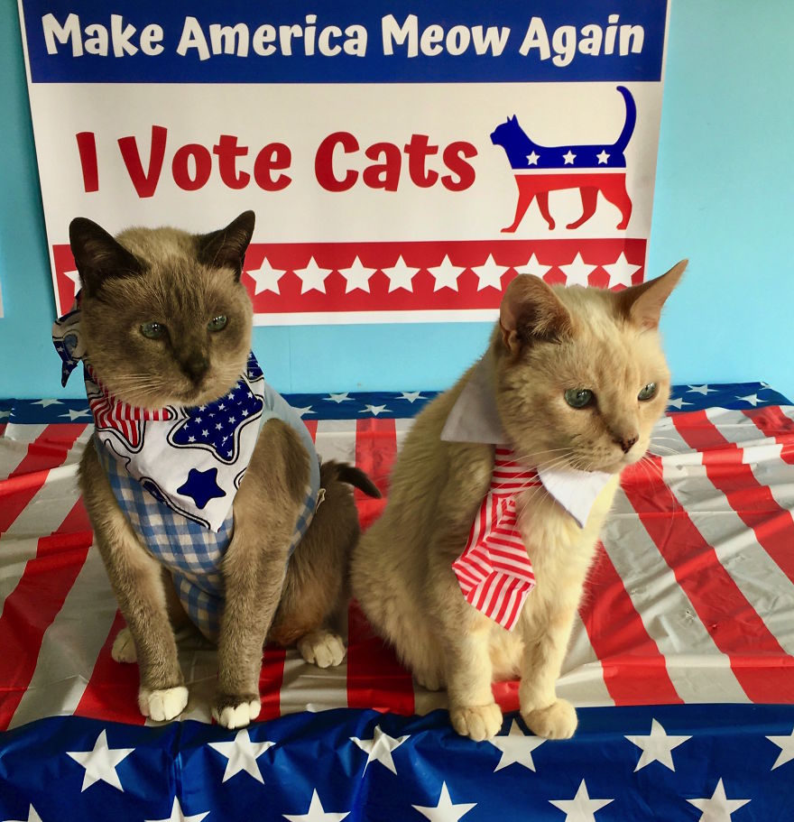 These Adorable Internet Cats Want You To Vote!