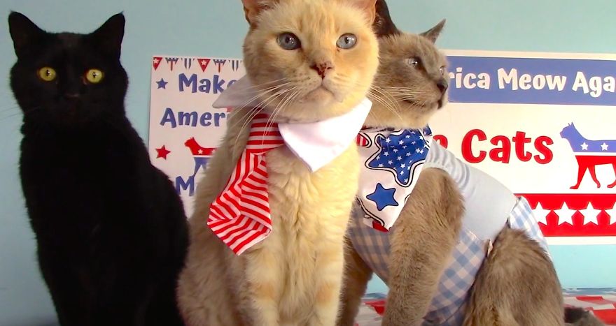 These Adorable Internet Cats Want You To Vote!