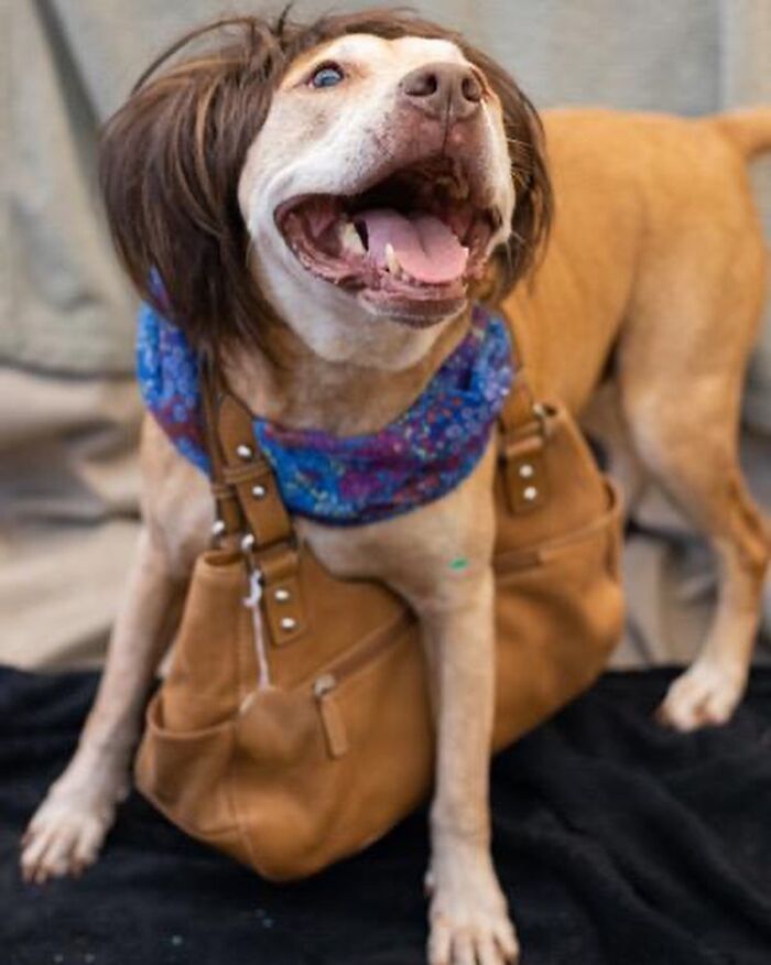 This Shelter Dressed Up Elderly Cats And Dogs As If They Were Senior Citizens For An Adoption Photoshoot (37 Pics)