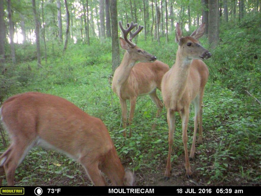 What Happens In The Wild: Incredible Trail Cam Shots