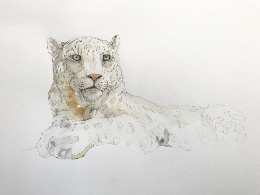 Wildlife Coffee Artworks