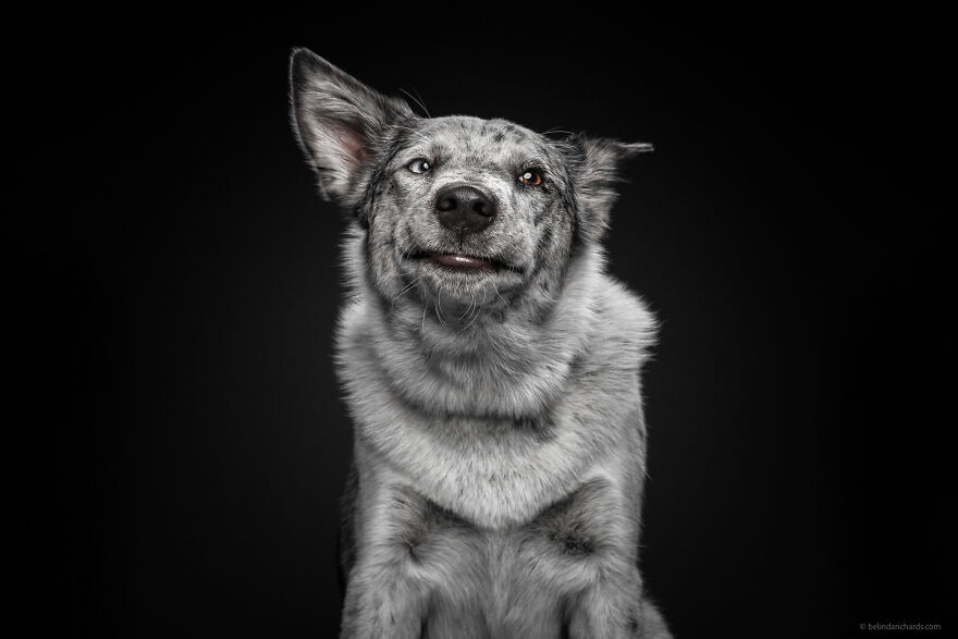 29 Heartwarming 'School Portraits' Of A Goofy Dog Called Winston.