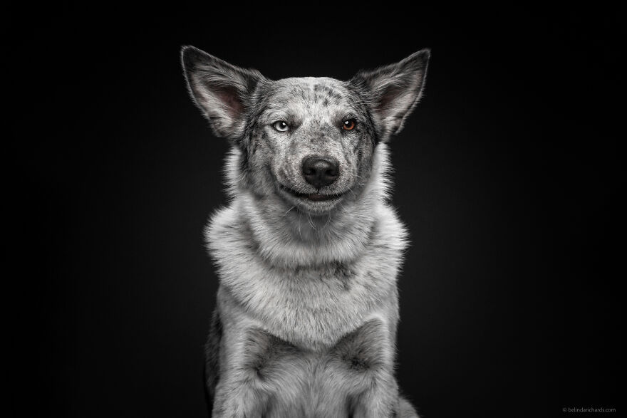 29 Heartwarming 'School Portraits' Of A Goofy Dog Called Winston.