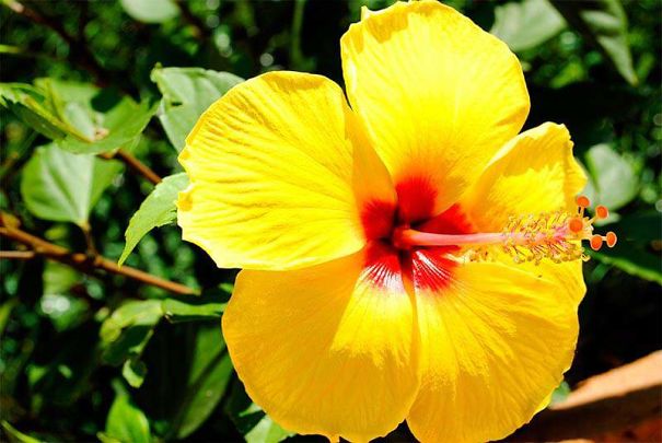 Yellow-Hibiscus-5f89b36035418.jpg