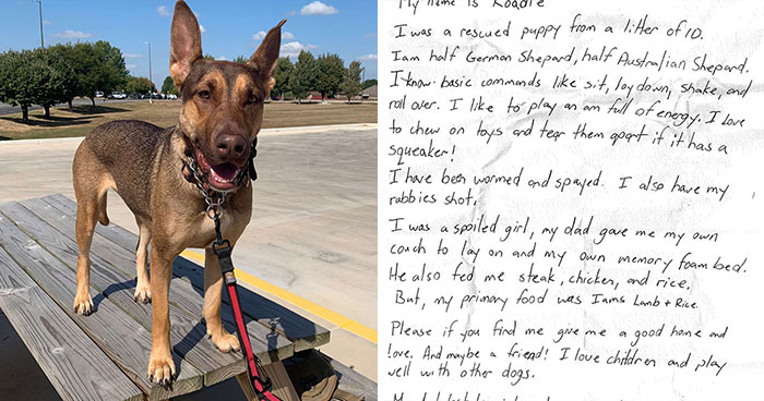 This Dog Was Found With A Heartbreaking Message In A Bottle On Her Collar