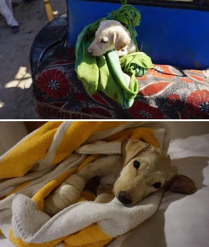 This Is Mishmish, The Puppy I Rescued In Egypt