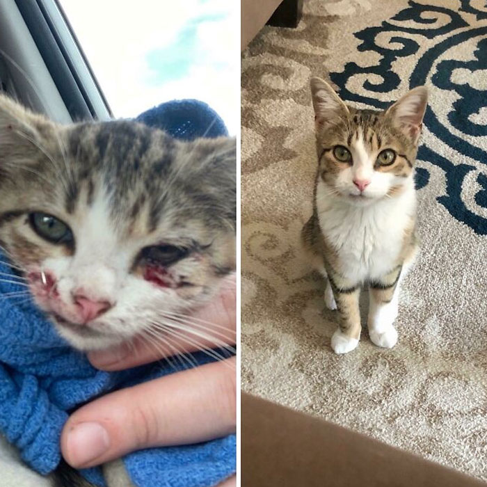 My Friend Found Her Alone In The Road And Saved Her Life. Here Is What 4 Months Of Love Did For Her Once We Adopted Our New Baby Arya