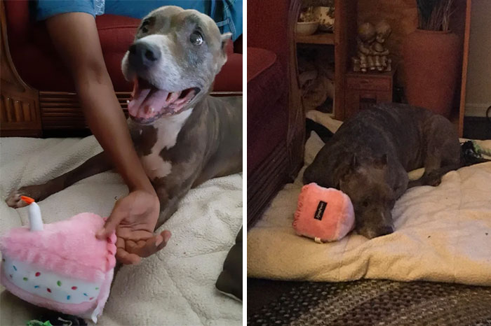 Adopted This 11 Year Old Pup Today. She Spent Most Of Her Life Outside And The Past 118 Days At The Shelter. This Was Her Reaction To Her ‘Gotcha Day’ Toy, And Her Sleeping With It A Few Hours Later