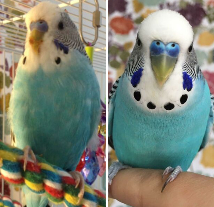 It’s The “Annibirdsary” Of Rescuing My Budgies. Please Enjoy This Little Guy’s Glow Up!