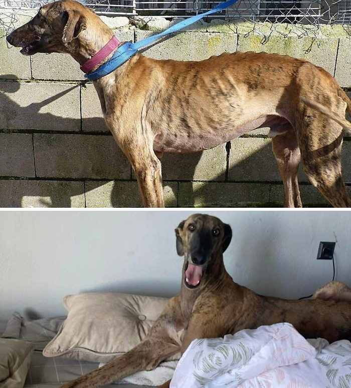Turok The Galgo Before The Adoption In June And 3 Months Later Longboi Has His Own Bed