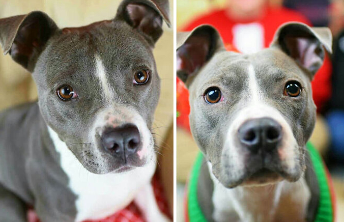 These Were About A Year Apart. Her Adoption Photo And A Christmas One