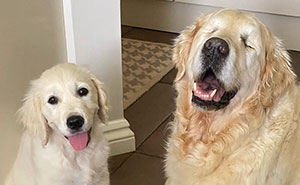 Little Golden Retriever Puppy Becomes A Guide For A Blind Dog (28 Pics)