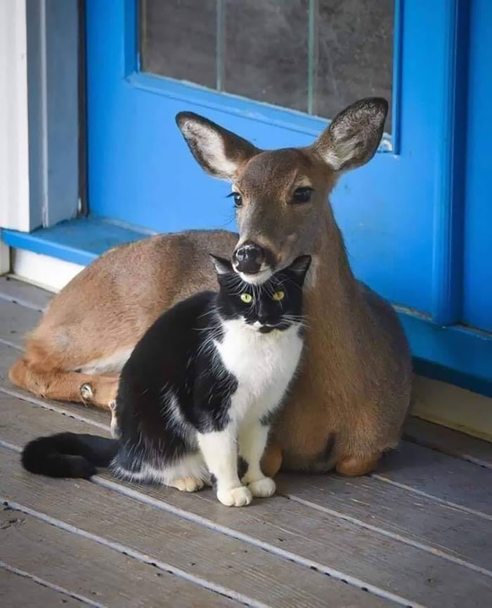If You Think The World Is Terrible, These 50 Animal Friendships Might  Change Your Mind | Bored Panda