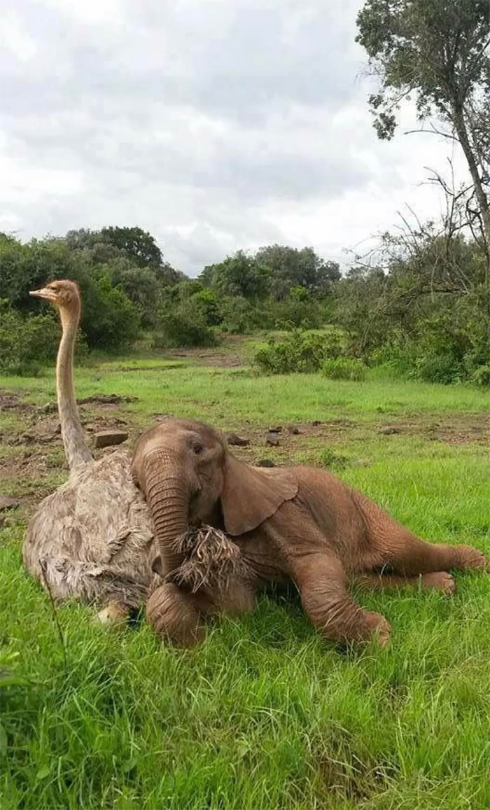 Amistad entre un avestruz y un elefantito