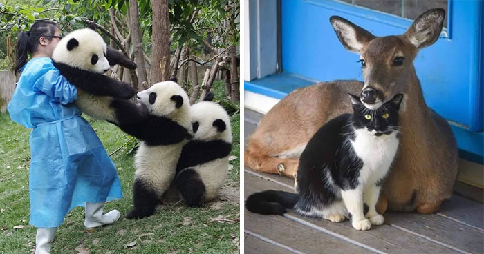 If You Think The World Is Terrible, These 50 Animal Friendships Might Change Your Mind