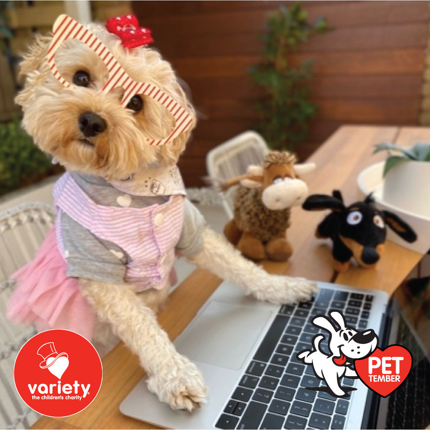 The Cutest Pics Ever From Petember -
australia’s Charity Dog Fashion Competition The Cutest Pics Ever From Petember -
australia’s Charity Dog Fashion Competition