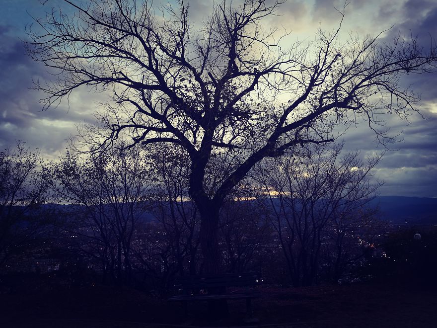 My Fairytale Landscapes - A Tree And A Bench On The Hill