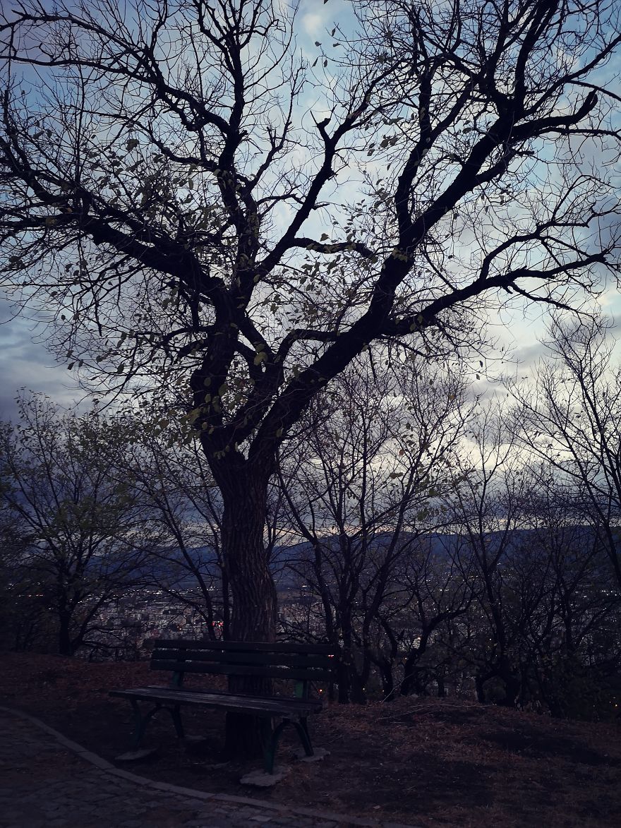 My Fairytale Landscapes - A Tree And A Bench On The Hill