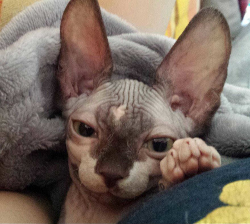 Cute Picture Of Baby Rughino, My Sphynx Cat