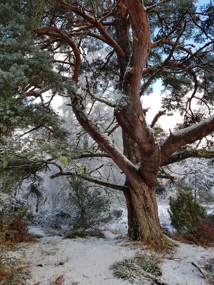 This Tree Near Aviemore, Highlands, Scotland
