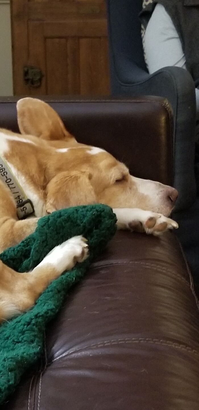 He Always Has One Ear On The Couch,always.