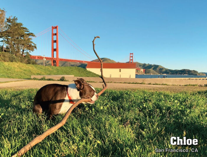 2021 Pooping Dogs Calendar Is Finally Here, And This Year Contains A Puzzle