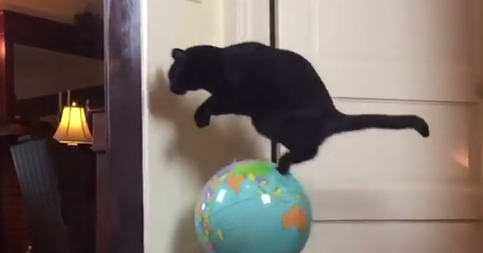 This Cat Leaps Into The Air Each Time She Goes Over This Exact Same Spot In The House
