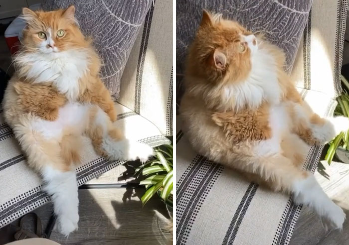 Over 117k People On TikTok Are Obsessed With This Cat Named Rex Who Learned How To Walk Like A Human After Losing His Front Paws