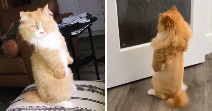 Over 117k People On Tiktok Are Obsessed With This Cat Named Rex Who Learned How To Walk Like A Human After Losing His Front Paws Bored Panda