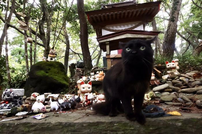 People Can't Get Enough Of These Pics Capturing Cats Taking Shelter From The Rain Under A Sacred Japanese Cat Shrine