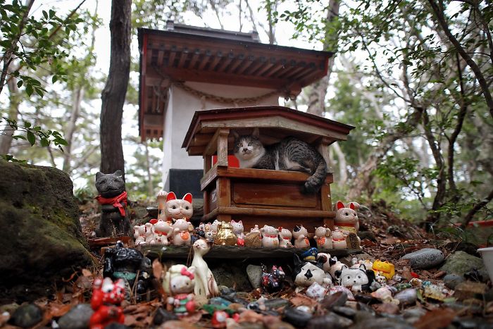 People Can't Get Enough Of These Pics Capturing Cats Taking Shelter From The Rain Under A Sacred Japanese Cat Shrine