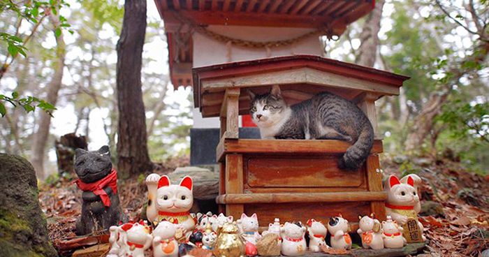 People Can’t Get Enough Of These Pics Capturing Cats Taking Shelter From The Rain Under A Sacred Japanese Cat Shrine