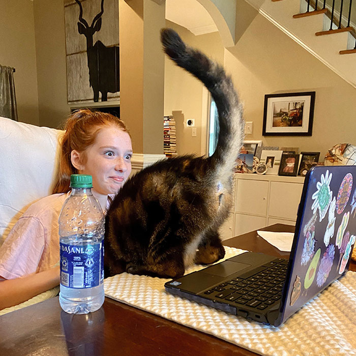The Cat Loves To Show Herself During The Daughter’s Virtual Classes