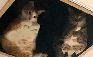 This Shop Owner Installed A Glass Ceiling For His Cats And Now They Won't Stop Staring At Him