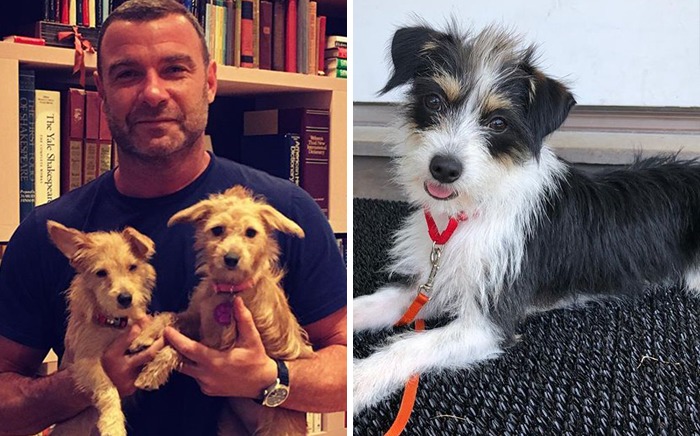 Liev Schreiber & Woody, Willow And Scout