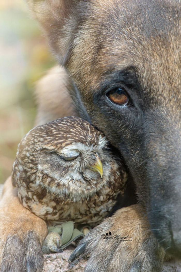 Ingo The Dog And His Owl Friend