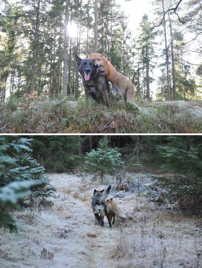 El perro Tinni y Sniffer el zorro salvaje