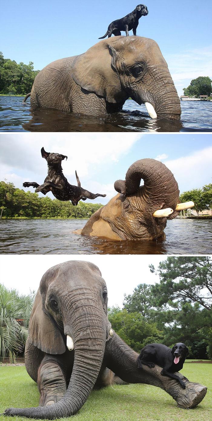 Bubbles, un elefante africano, y Bella, un labrador negro