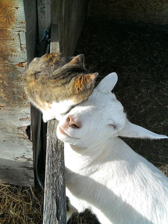 Cat And Goat