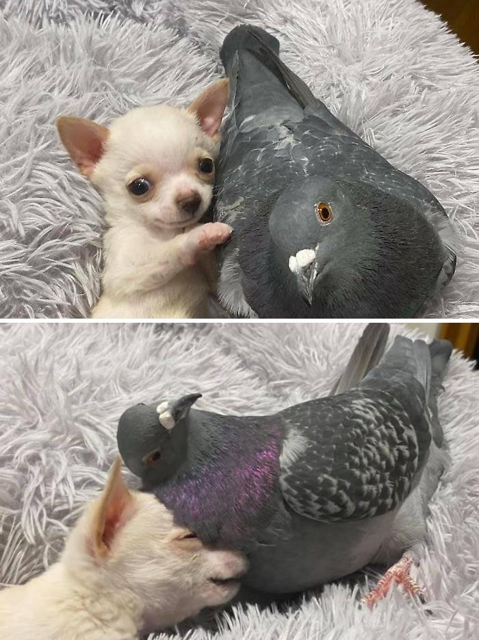 Meet Herman, The Flightless Pigeon And His Best Friend Lundy, The Chihuahua Who Can’t Walk