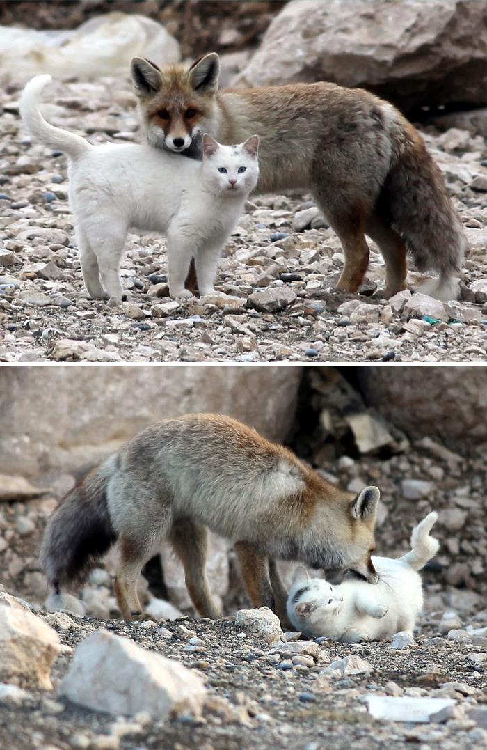 Cat And Fox Are Best Friends