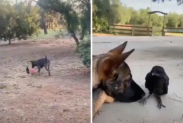 Dog And Crow Are Best Friends