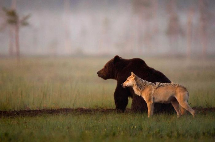 Extraña amistad entre un lobo gris y un oso pardo
