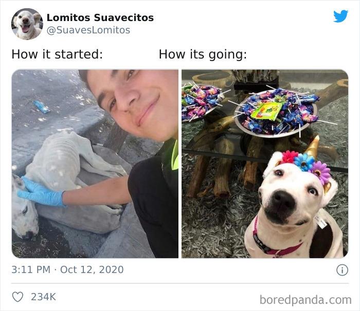 45 Of The Best Reactions Pet Owners Had To The 'How It Started Vs. How It Ended' Meme Challenge