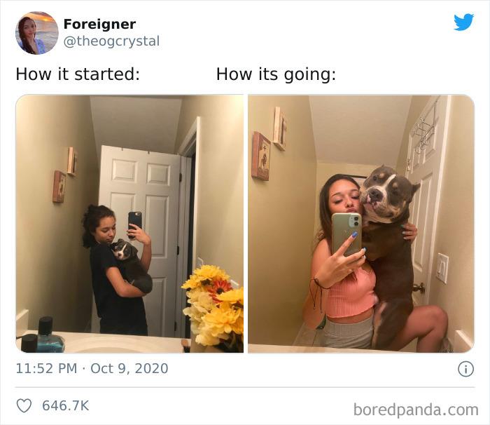 45 Of The Best Reactions Pet Owners Had To The 'How It Started Vs. How It Ended' Meme Challenge