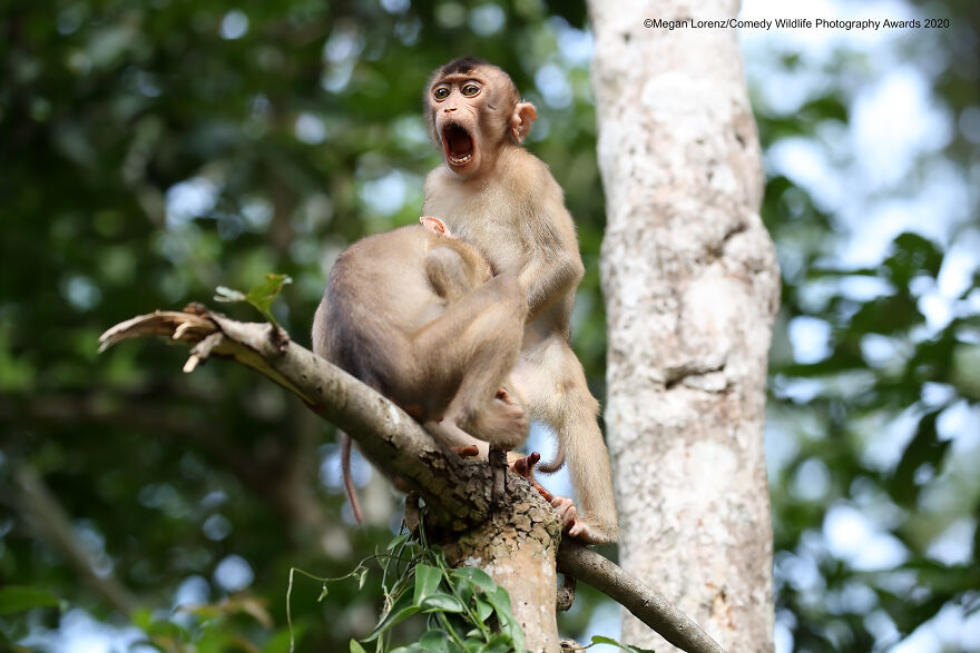 Highly Commended: "Monkey Business" By Megan Lorenz