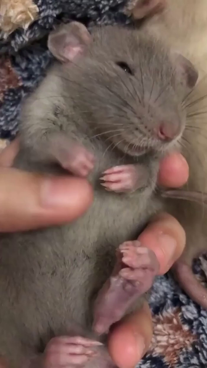 Scientists Know That Rats Like To Have Their Bellies Tickled, So They Used That As Basis For Testing Happiness In Rats. They Found Out That The Ears Of Rats Undergoing Tickling Became Droopier And Pinker - Subtle Signs Of Being Relaxed And Happy