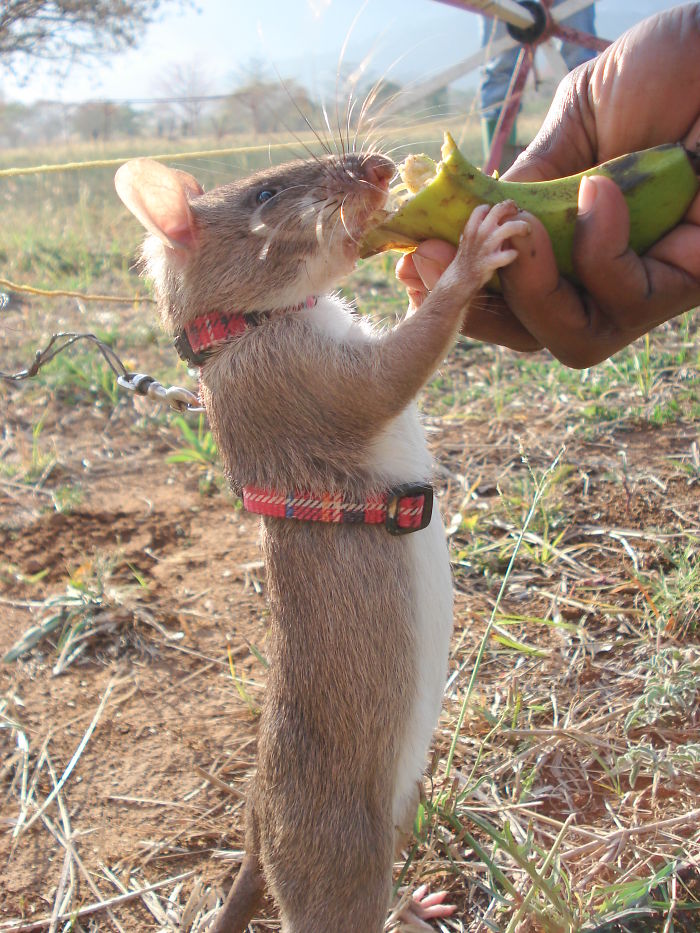 Trained African Giant Pouched Rats Have Found Thousands Of Unexploded Landmines And Bombs. Researchers Have Also Trained These Rats To Detect Tuberculosis. And Most Recently They Are Training Them To Sniff Out Poached Wildlife Trophies Being Exported Out Of African Ports