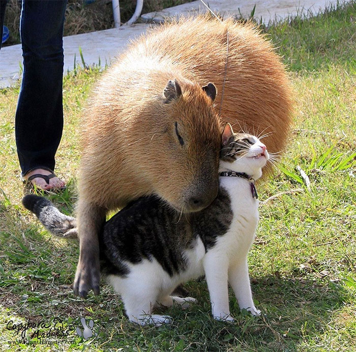 Las capibaras son muy sociables y se llevan bien con muchos otros animales: pollos, perros, gatos, patos, llamas, conejos y tortugas